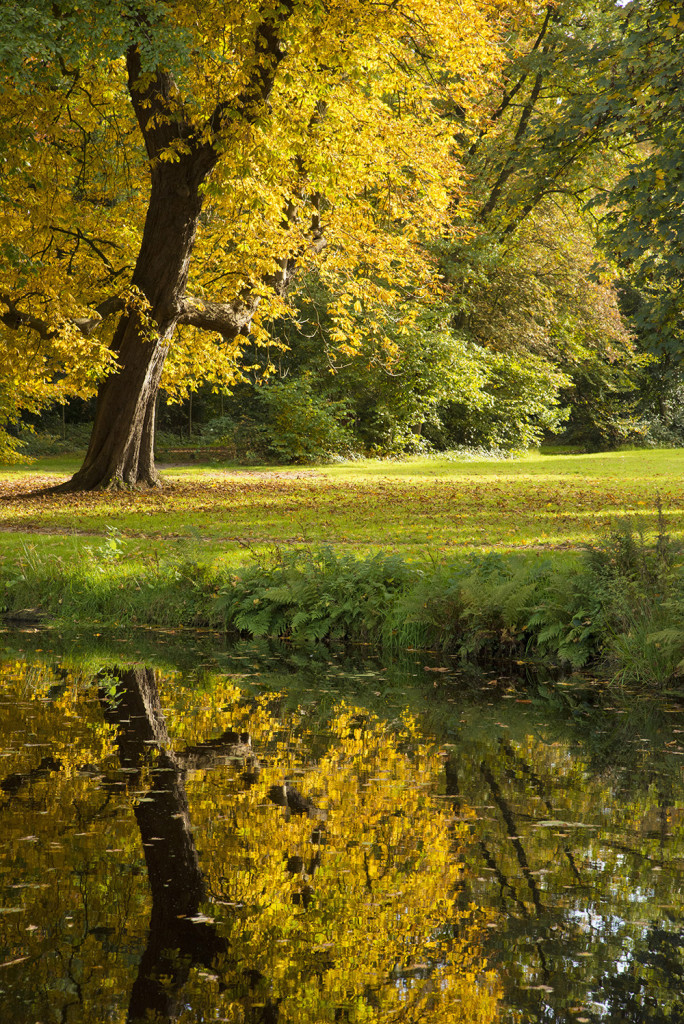Herfstbomen spiegelen in het water tijdens de Workshop Herfstfotografie