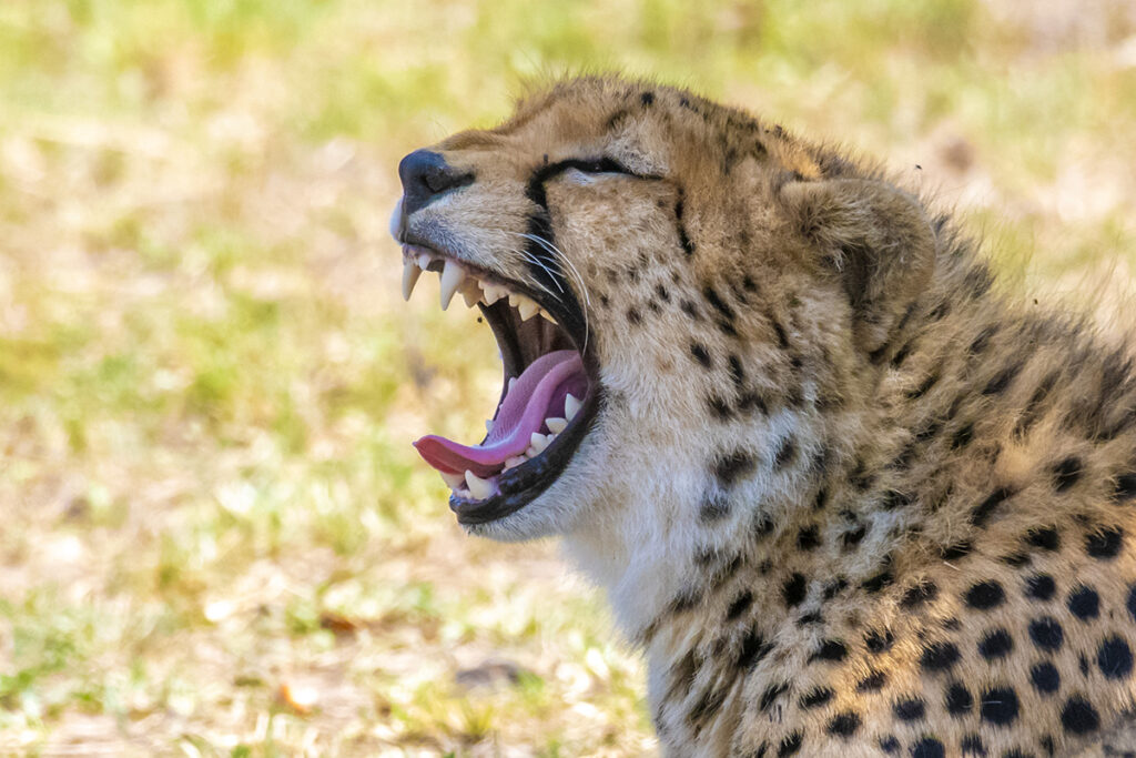 Fotoreis Tanzania een gapende cheetah.